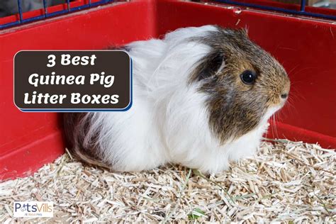 ceramic guinea pig litter box