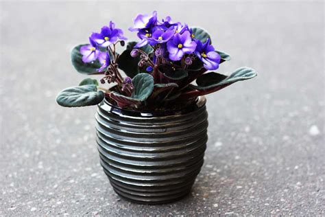 Ceramic Pots For African Violets