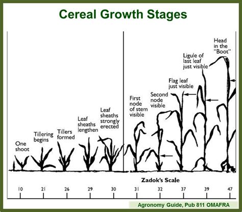Cereal Crop Staging