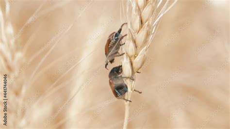 Cereal Crops Insect