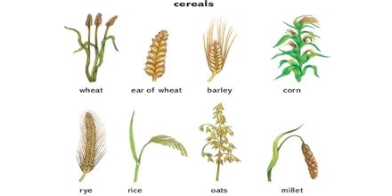 Cereal Examples Crops