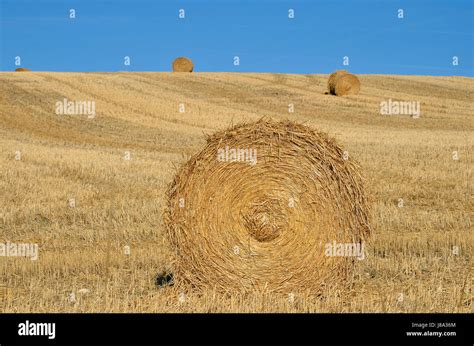 Cereal Grain Straw