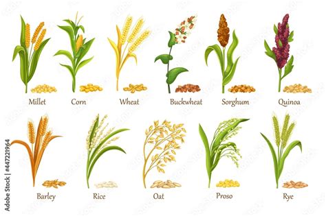 Cereal Grass Names