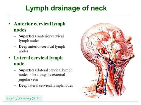 cervical anterior lymph node