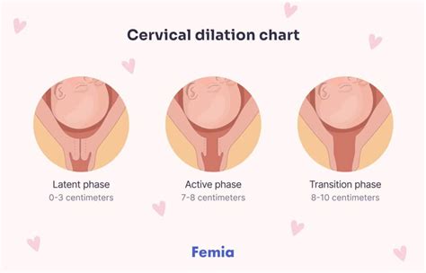 Cervical Dilation Real