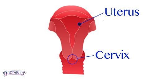 Cervical Neck Vs Cervix