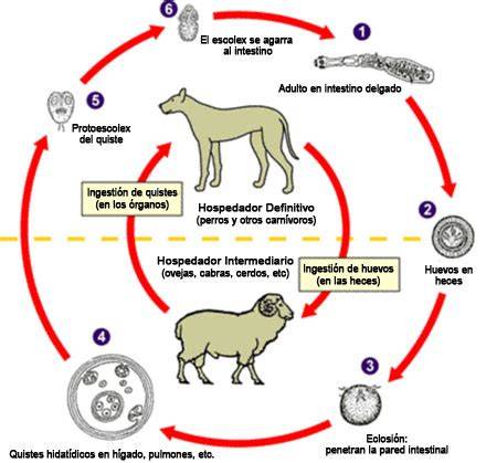 Parásitos gastrointestinales en perros la tenia y otros cestodos