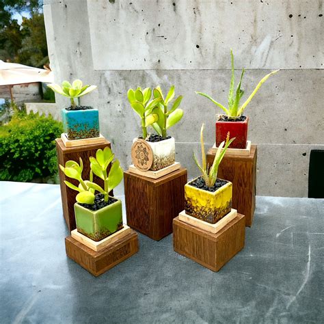 cezars succulent solos