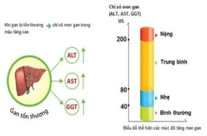 chỉ số gpt là gì