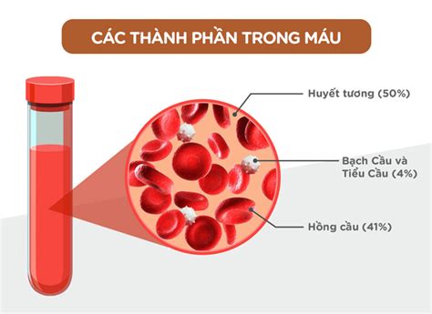 chức năng của huyết tương là gì