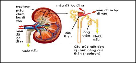 chức năng của thận là gì