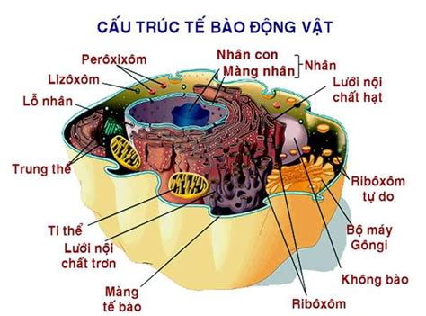 chức năng chính của ti thể