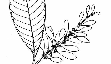 Chaconia Flower Colouring Pages Sketch Coloring Page