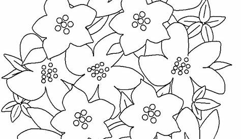 Chaconia Flower Colouring Pages Sketch Coloring Page