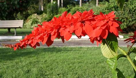 Chaconia Plant The Trindad & Tobago’s National Flower