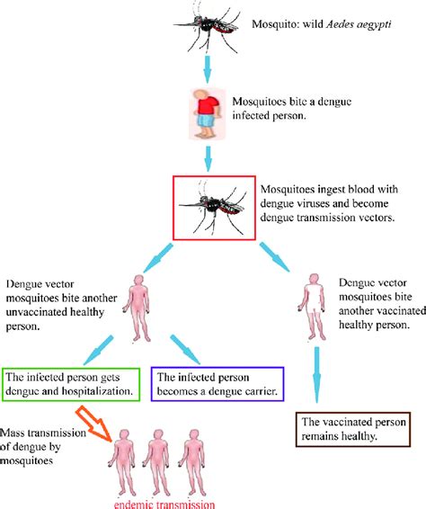 chain of infection of dengue