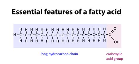 Chains Of Fatty Acids