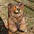 chainsaw carved bears