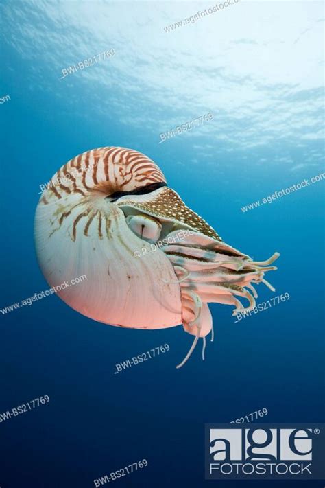 chambered nautilus pearly nautilus nautilus