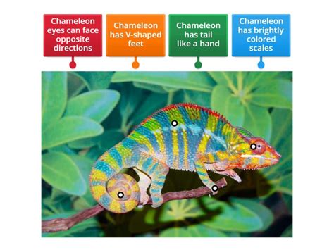 Chameleon adaptation