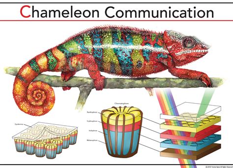 Chameleon communication