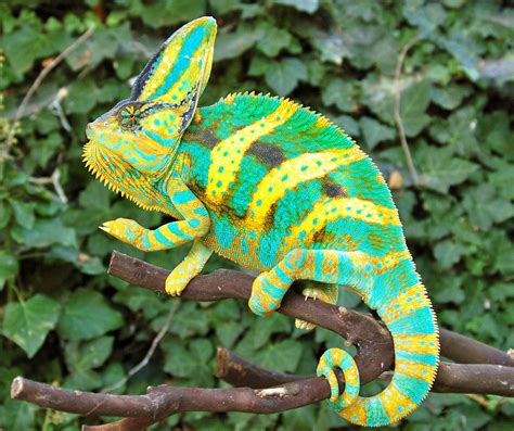 chameleon for sale