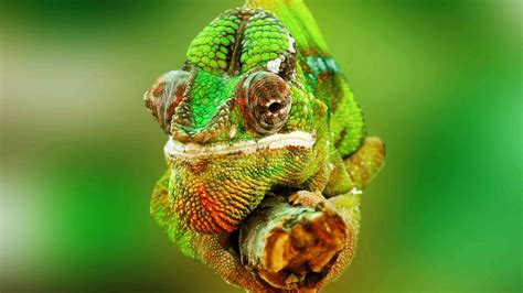 chameleon pet care