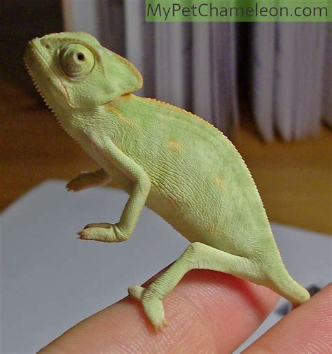 chameleon pets at home