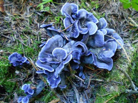 Champignons Chanterelles Bleues