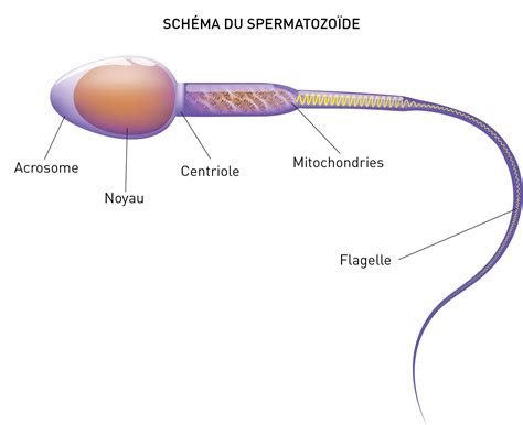 Le fonctionnement du testicule La spermatogenèse YouTube