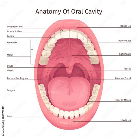 changes in oral structure
