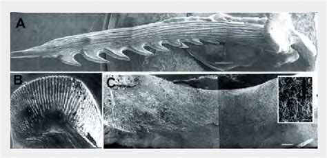 channel catfish spines