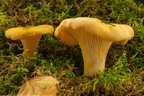 Chanterelle Champignon Date