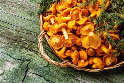 Chanterelle Substitute
