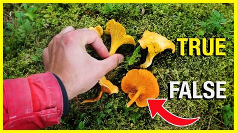 Chanterelle Vs False