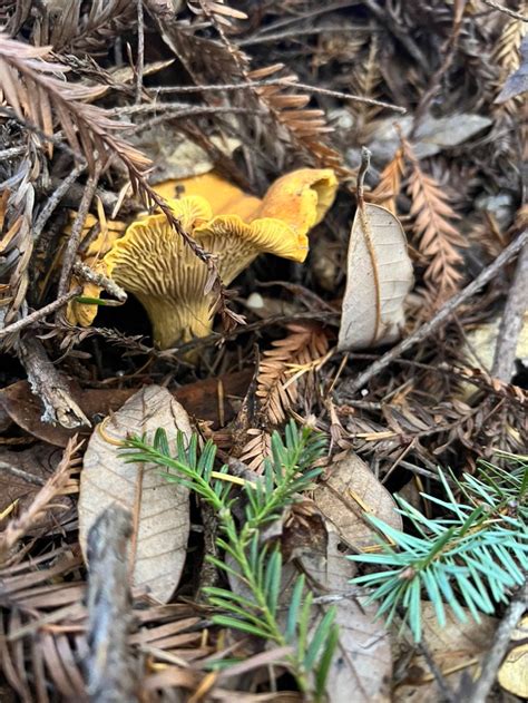Chanterelles Pound