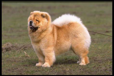Chow Chow Razas de perros Blog de Cuida Mi Mascota