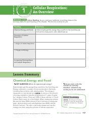 15 Chapter 9 Cellular Respiration Worksheet /