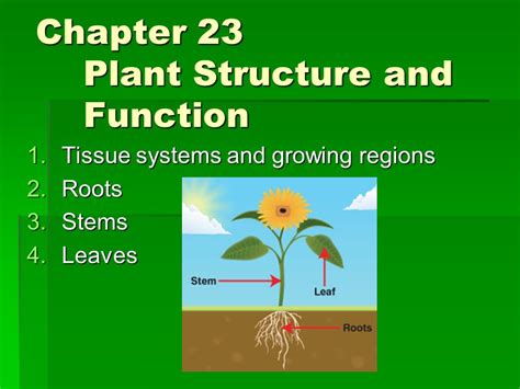 Chapter 23 Plant Structure And Function Quizlet