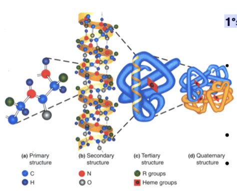 Chapter 4 Biochemistry Quizlet