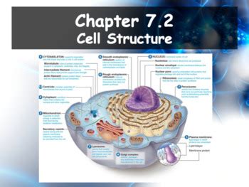 Chapter 7 Study Guide Cell Structure And Function Study Poster