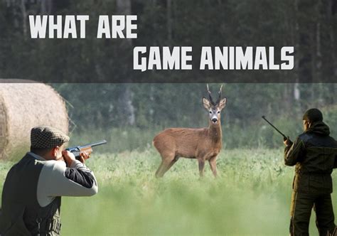 characteristic of game animals