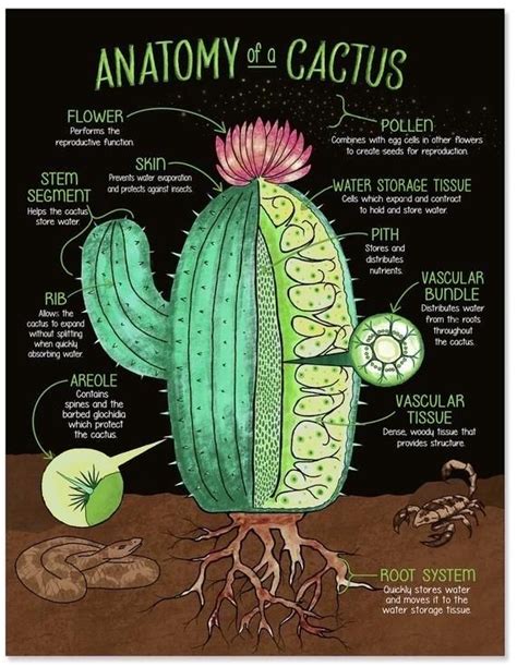 Characteristics Of A Cactus