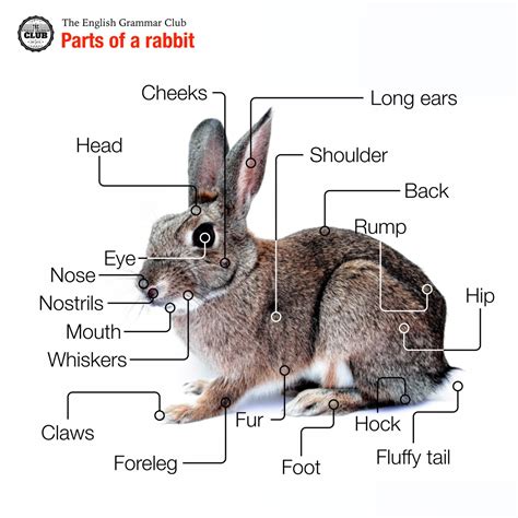 characteristics of a hare