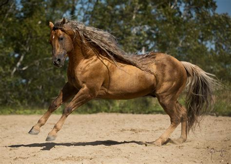 characteristics of a quarter horse