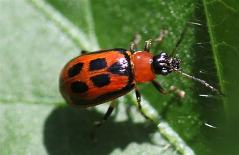 Characteristics Of Bean Leaf Beetle
