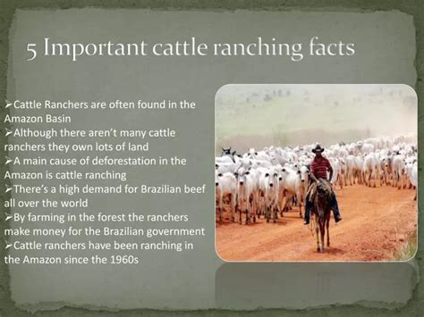 characteristics of cattle ranching