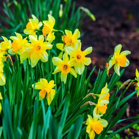 Characteristics Of Daffodil Flower