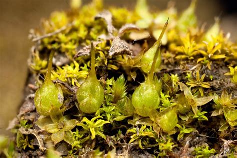 Characteristics Of Funaria Moss