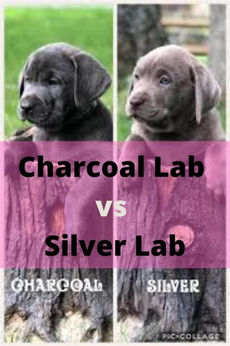 Charcoal Lab Life Expectancy